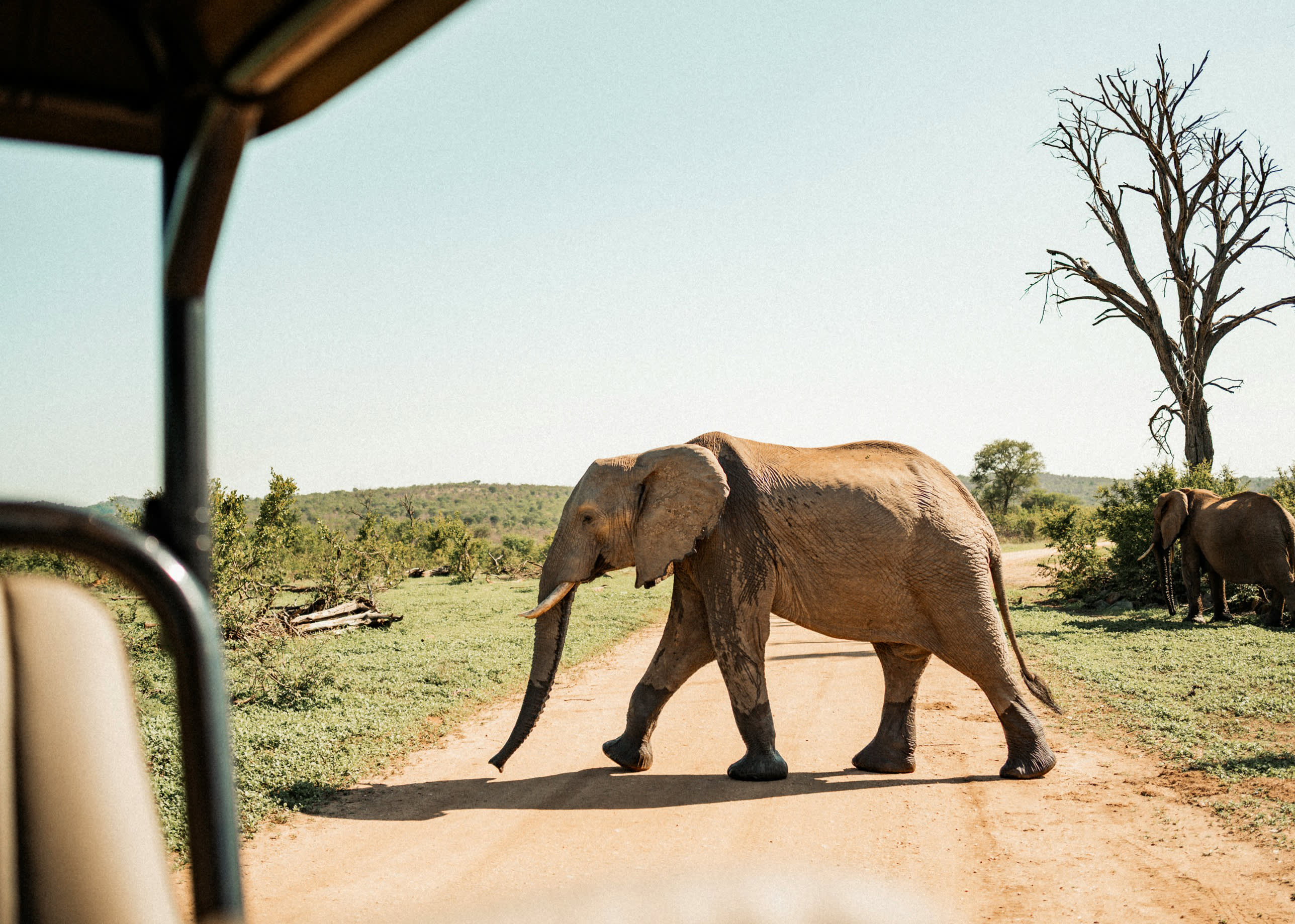 African Safari Dos and Don’ts: Expert Tips for a Meaningful Experience
