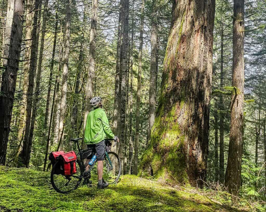Admiring one of the grand trees while biking Vancouver Island on the Trans Canada Trail