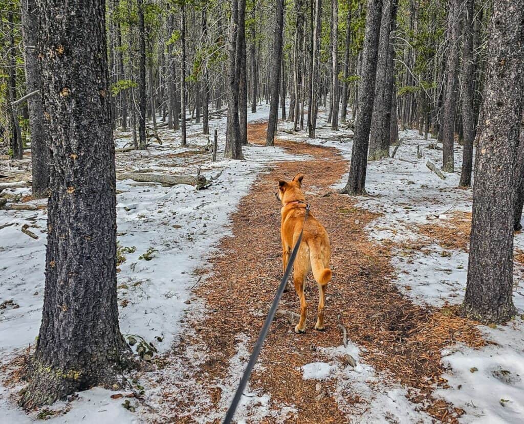 The dog is keen to get back to the car