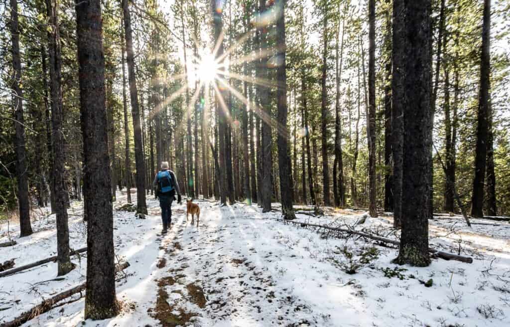 Walk up through the forest on the wide Jumpingpound Summit trail