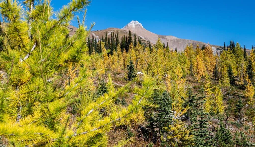It's an additional 550 metre climb to the summit of the Judge from the lake