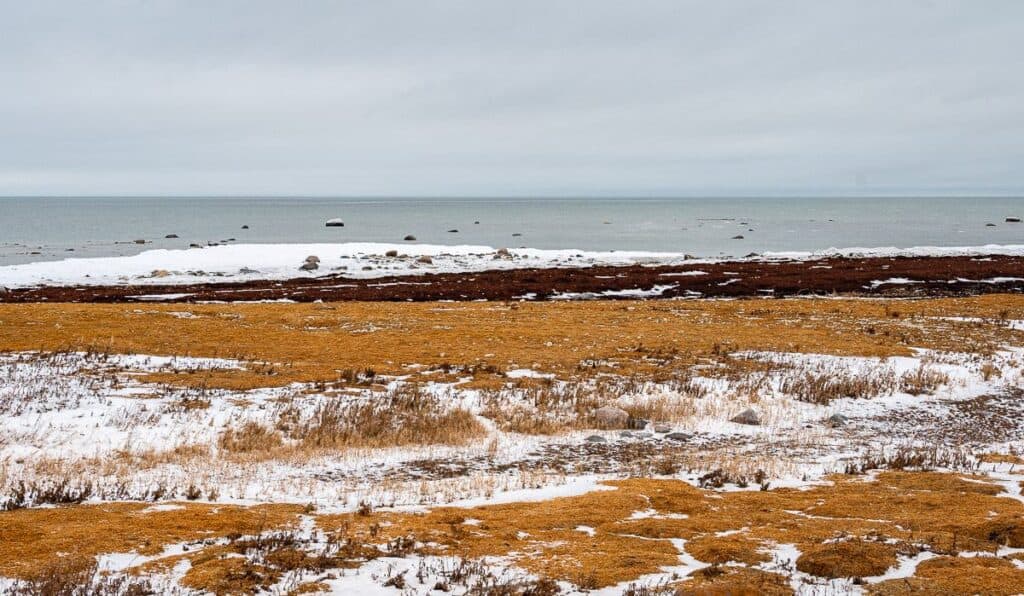 I love the stark landscape inhabited by the polar bears in Churchill 