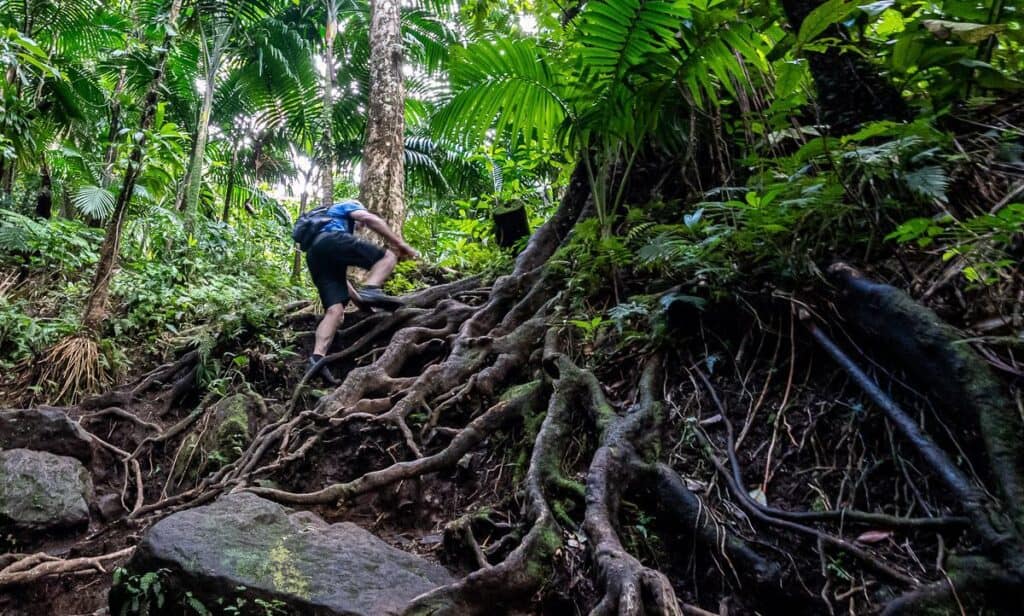 Man pulling himself up steep roots on the hike to the Mount Liamuiga crater