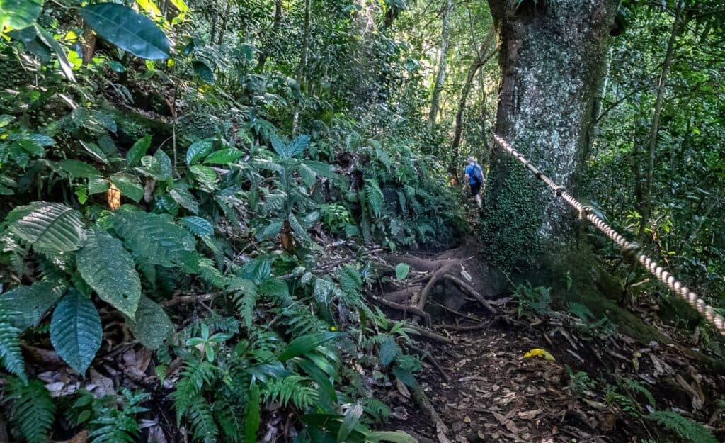 A knotted rope to help negotiate some sections of trail on the Mount Liamuguia volcano hike