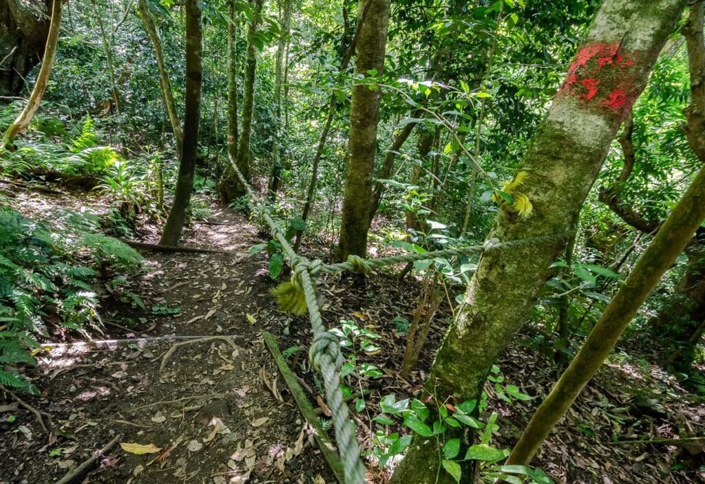 Ropes and red paint on trees on the trail up Mount Liamuiga