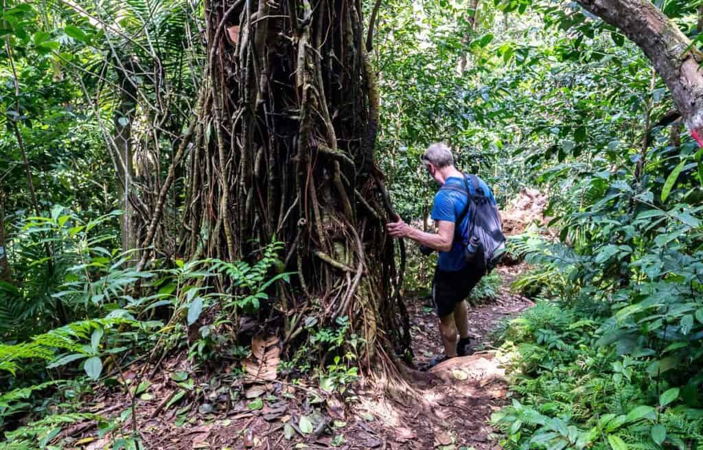 Man descending off the Mount Liamuiga crater while holding onto tree vines
