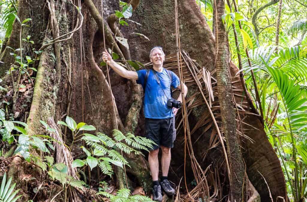 A man standing beside a massive tree on the Mount Liamuiga trail