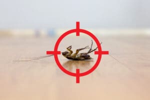 Gun,Target,To,Kill,Cockroach,,,Pest,Control,Concept