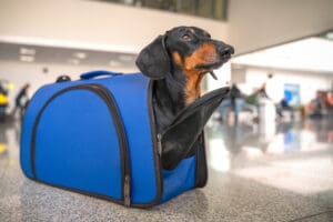 Bringing your beloved pet along on your European adventure is a wonderful way to keep your family together. However, ensuring a smooth journey requires careful planning and adherence to specific regulations.