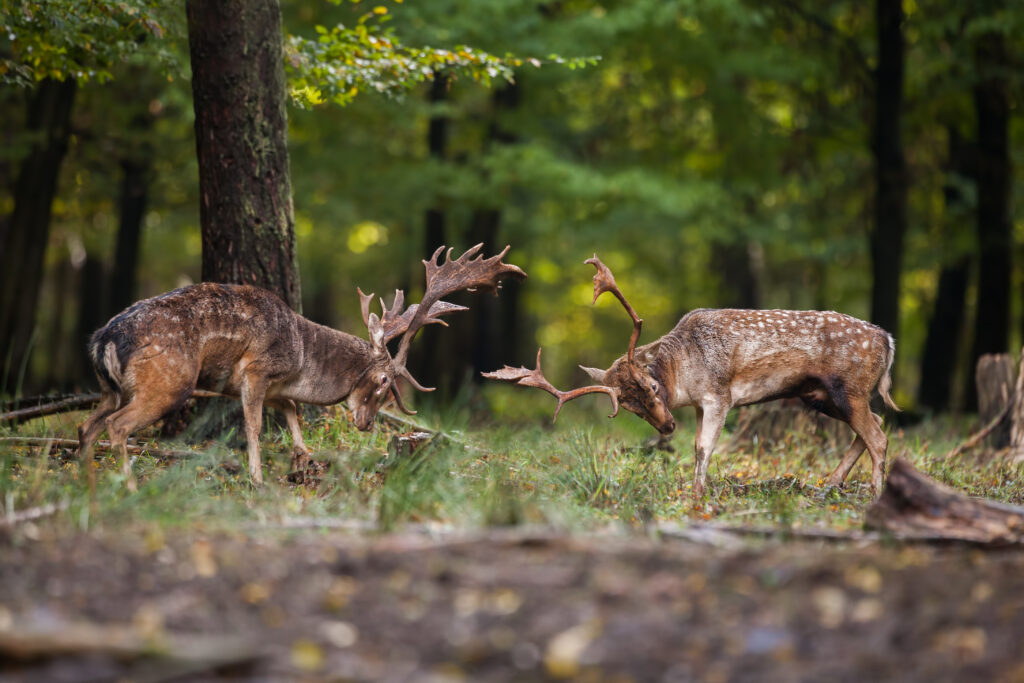 Two aggressive male mammal fallow deer, dama dama, fighting against each other in the summer with copyspace. Pair of angry stag in duel in forest from side view with blurred background.