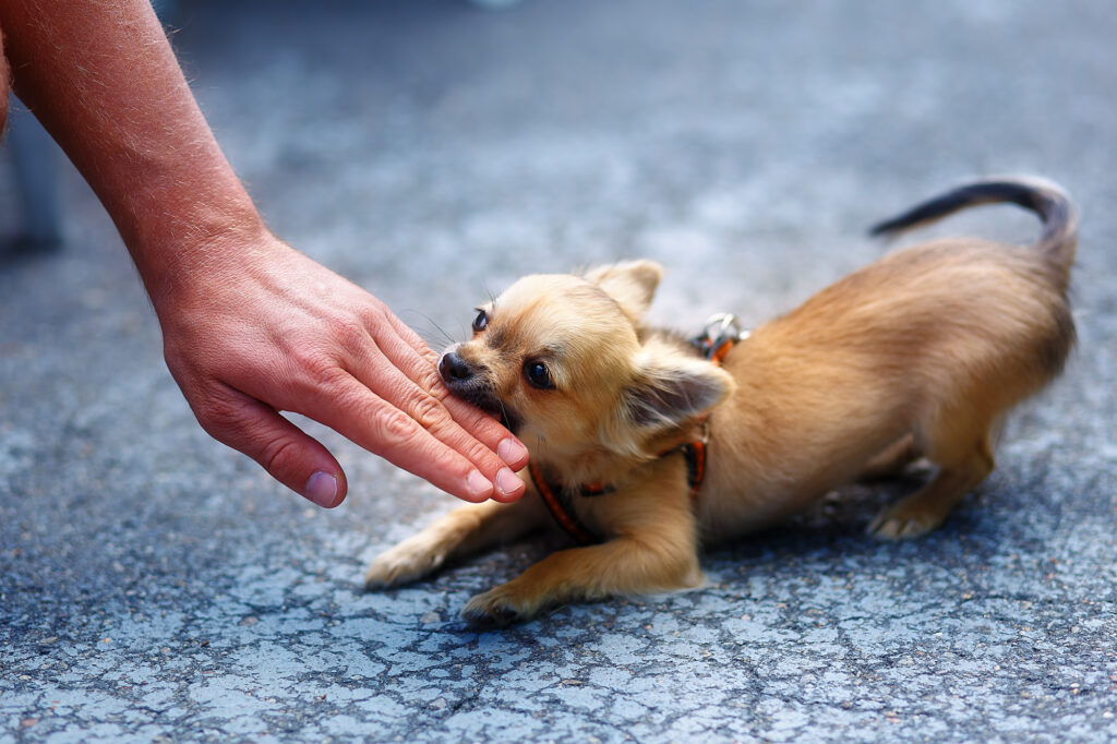 little charming adorable chihuahua puppy on blurred background. Attacking a persons hand