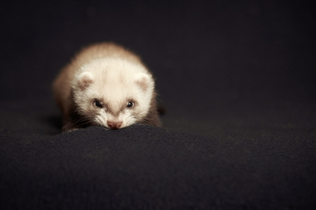 Young male and female 4 weeks old ferrets of various colors laying and posing on background