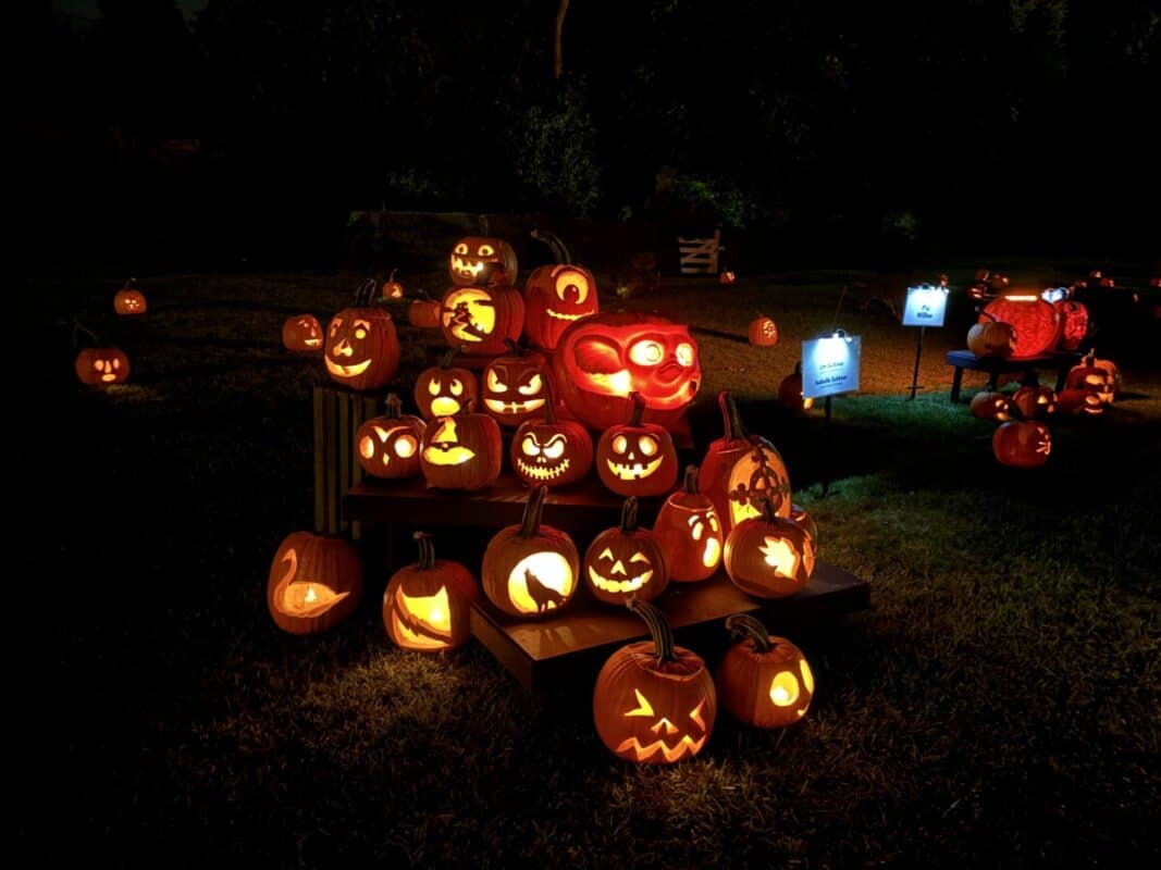 carved and lighted pumpkins
