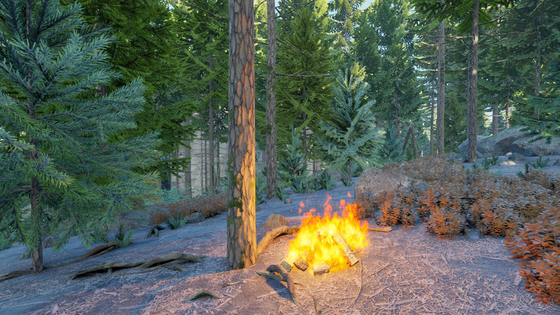 A campfire in the woods